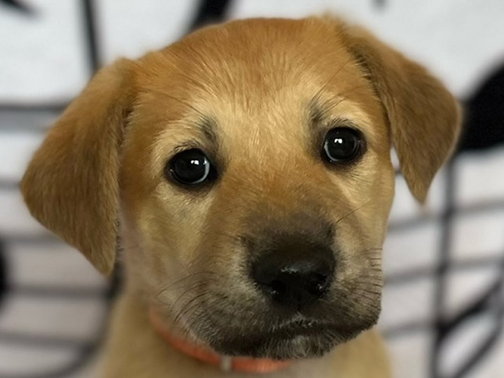 chinook puppy